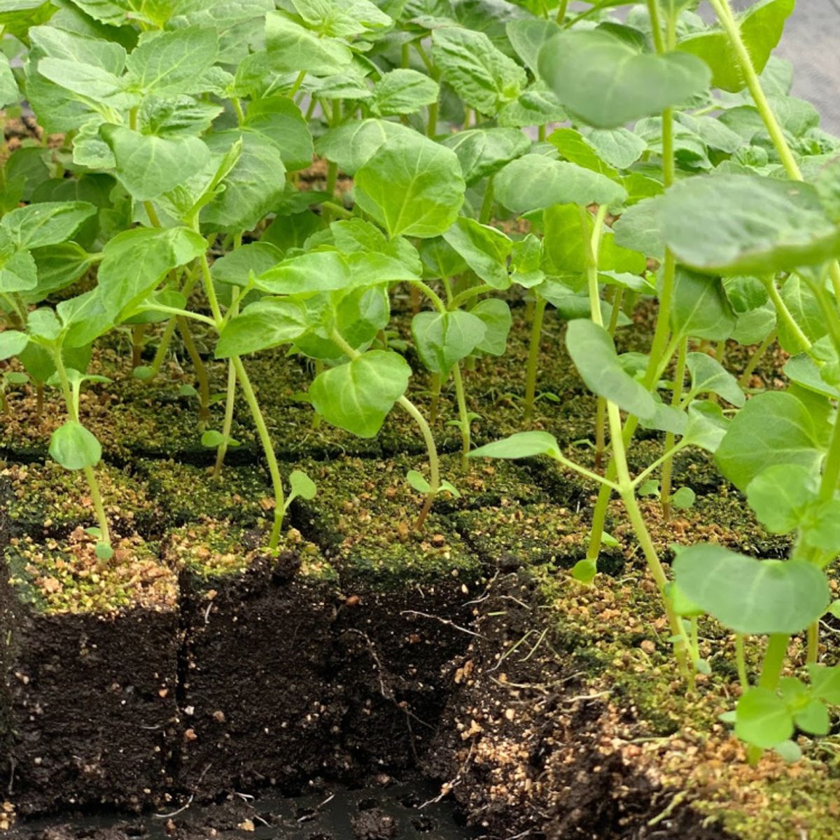 soilblocker