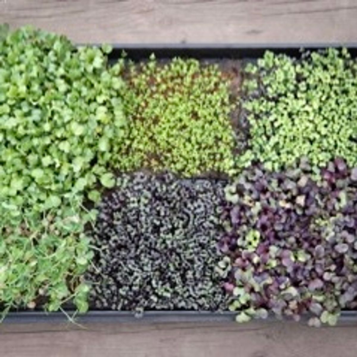 Microgreen pakke