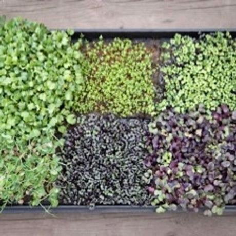 Microgreen pakke