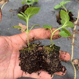 soilblocker