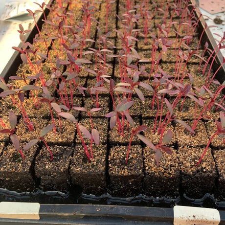 soilblocker