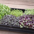 Microgreen pakke