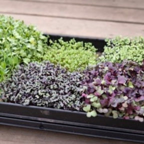 Microgreen pakke