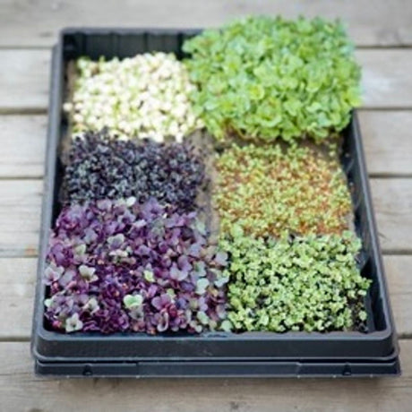 Microgreen pakke